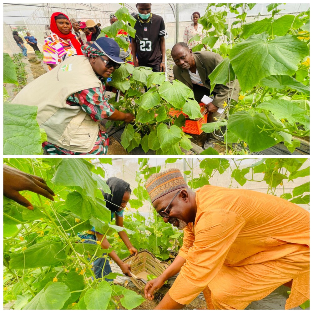 Fulokoja Seeks Increased Acresal Investment As Screen House Project Records Second Harvest